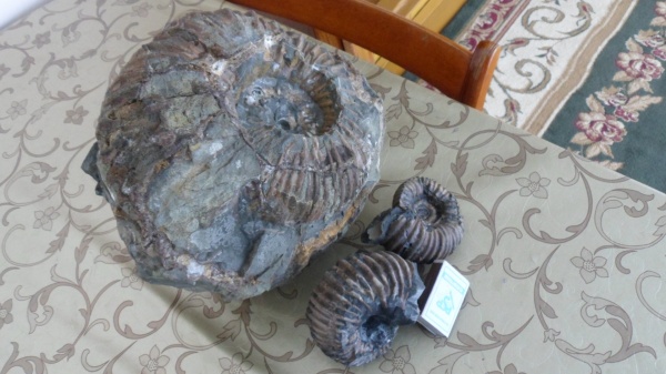 аммониты, Ammonites, Douvilleiceratidae, Cheloniceras, Cheloniceras albrechti-austriae