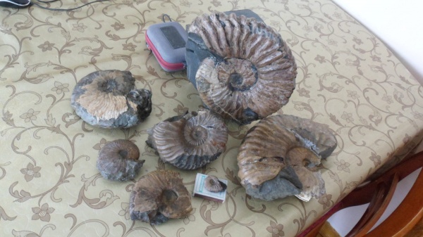 аммониты, Deshayesites, Ammonites