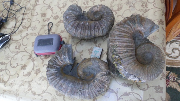 аммониты, Ammonites, Pseudocrioceras, Ancyloceratidae