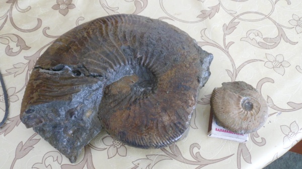 аммониты, Ammonites