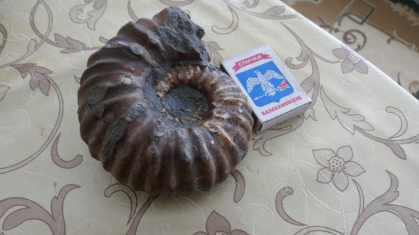 аммониты, Ammonites