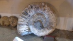 Ammonitoceras 62 см.