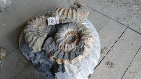 аммониты, Ammonites, Cheloniceras, Cheloniceras natarius