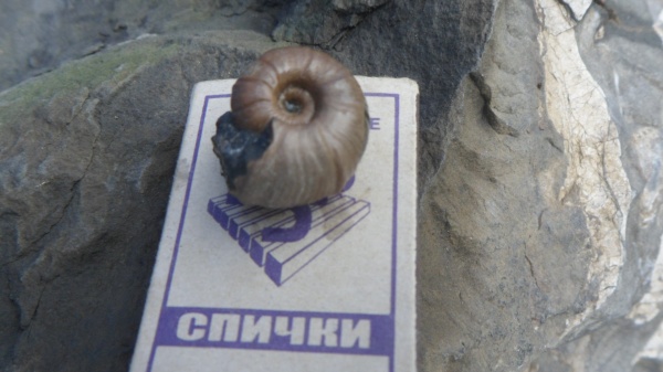аммониты, Desmoceras, Ammonites, Desmoceratidae