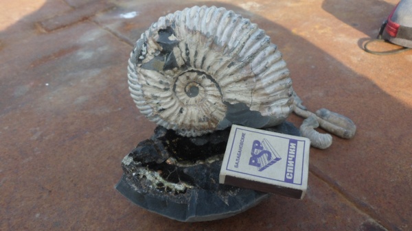 аммониты, Ammonites, Acanthohoplites