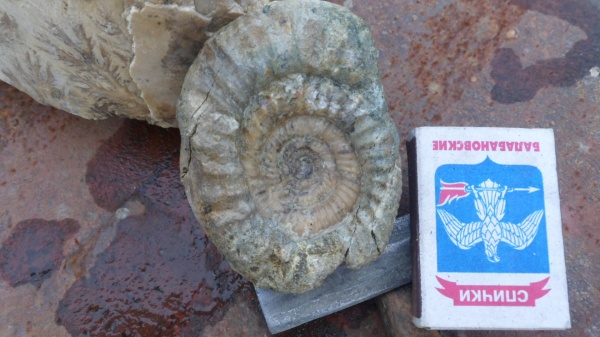 аммониты, Ammonites