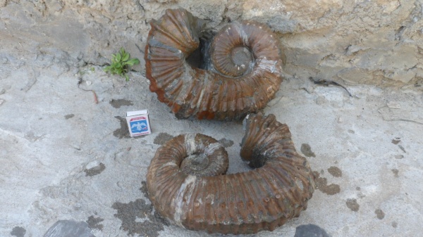 аммониты, Ammonites, Ancyloceratidae