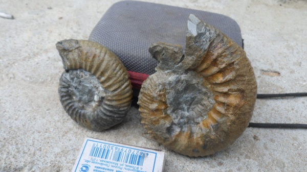 аммониты, Ammonites, Kinkeliniceras