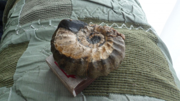 аммониты, Ammonites