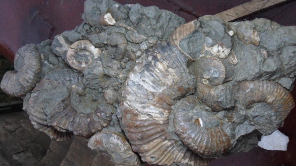 аммониты, Ammonites