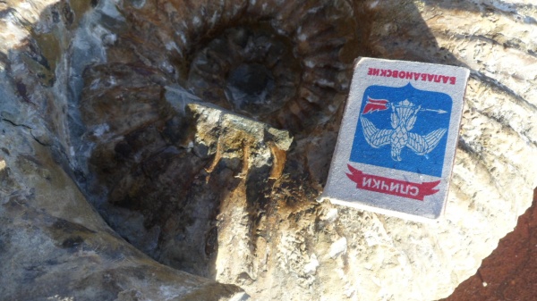 аммониты, Epicheloniceras, Ammonites