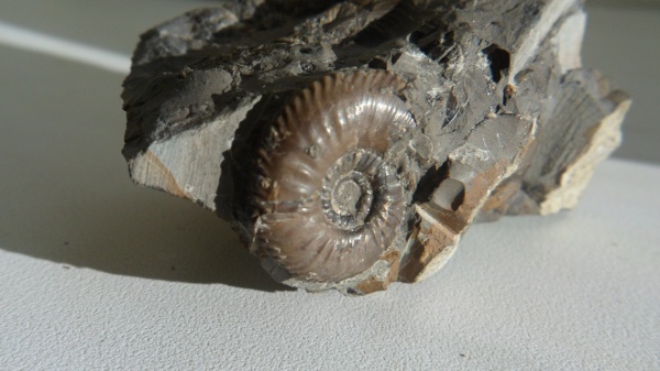 аммониты, Ammonites, Pseudocosmoceras michalskii