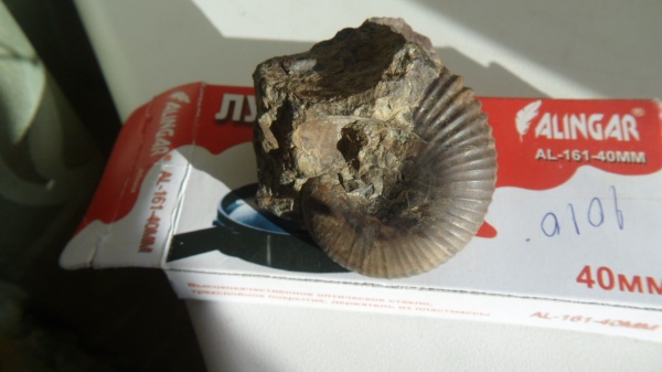 аммониты, Ammonites, partschiceras, Partschiceras belinskji Besnosov, Adabofoloceras