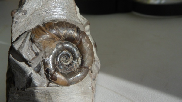аммониты, Ammonites, Eurystomiceras