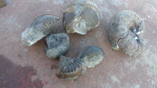 аммониты, Stephanoceras, Ammonites, stephanoceras deslongchampsi