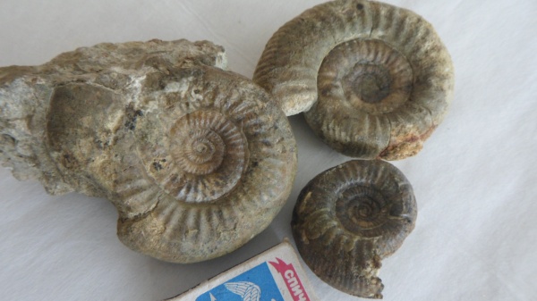 аммониты, Ammonites