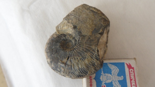 аммониты, Kosmoceras, Kosmoceras grossouvrei, Ammonites