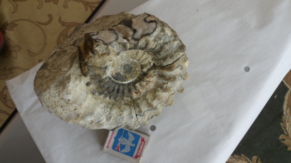 аммониты, Euaspidoceras, Ammonites, Aspidoceratidae