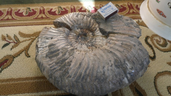 аммониты, Ammonites, Acanthohoplites