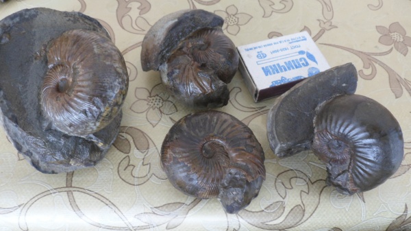 аммониты, Ammonites, Sphaeroceras, Sphaeroceratidae, Chondroceras evolvescens, Chondroceras