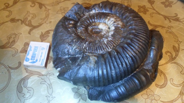аммониты, Stephanoceras, Ammonites