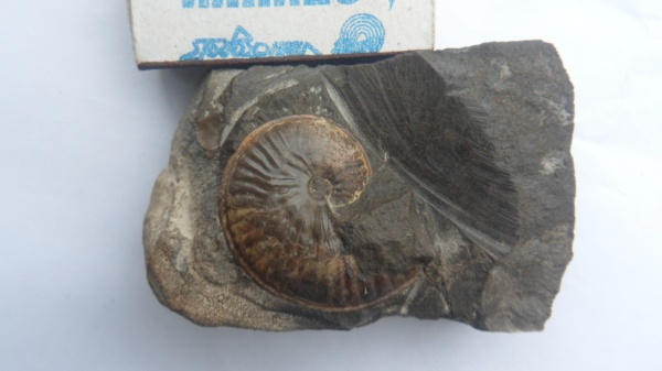 аммониты, Ammonites, Strigoceras