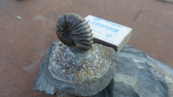 аммониты, Ammonites, Acanthohoplites