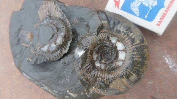 аммониты, Ammonites, Bajocisphinctes