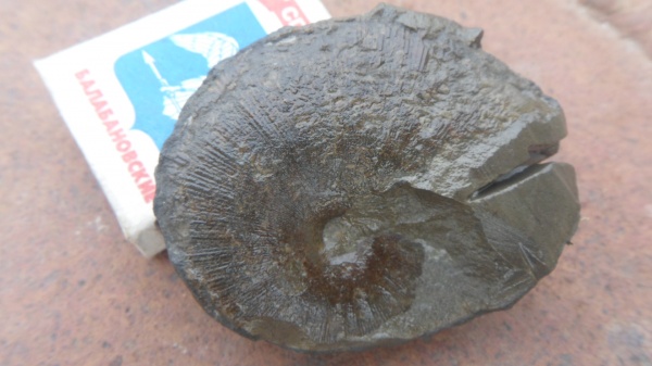 аммониты, Ammonites