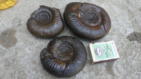 аммониты, Ammonites, Prorsisphinctes