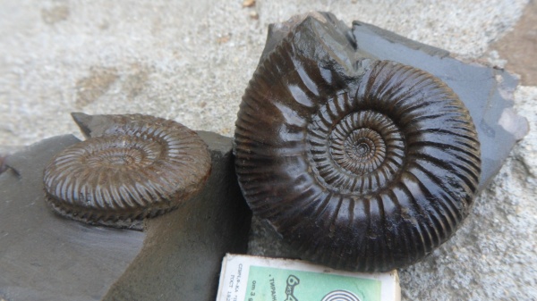 аммониты, Parkinsonia, Gonolkites, Ammonites, Parkinsoniidae