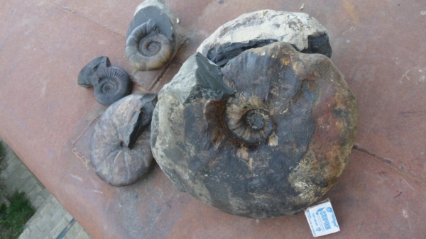 аммониты, Ammonites, Parahoplites