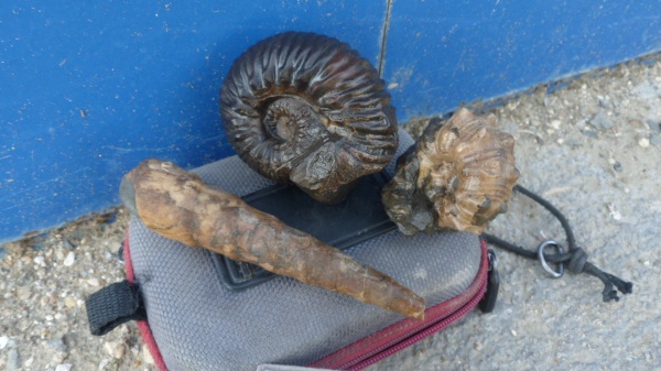 аммониты, Ammonites, Cadomitinae, Polyplectites