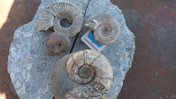 аммониты, Ammonites