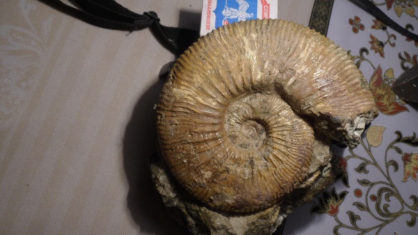 аммониты, Kosmoceras, Ammonites