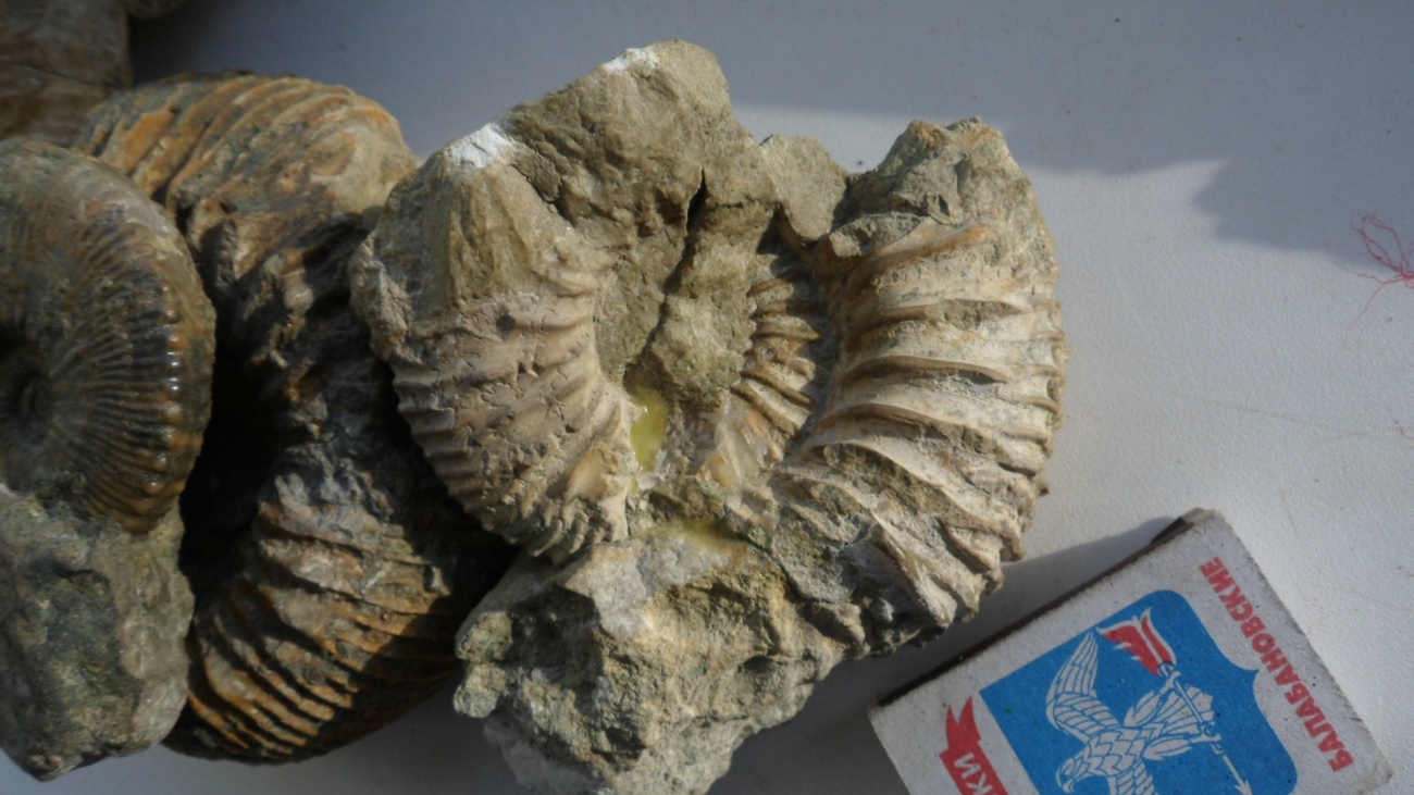 На фотографии представлена окаменелость найденная в саратовской области и датируемая примерно 100 мл