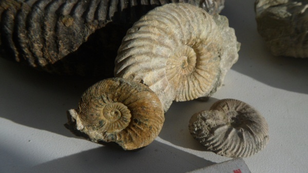аммониты, Quenstedtoceras, Ammonites