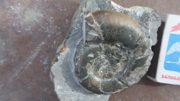 аммониты, Ammonites, Eurystomiceras