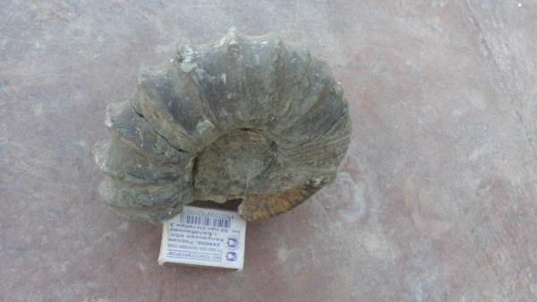 аммониты, Ancyloceras, Ammonites