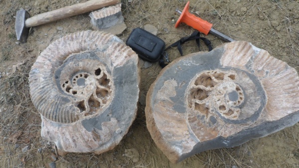 аммониты, Ammonitoceras, Ammonites