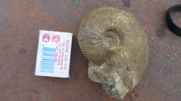 аммониты, Ammonites