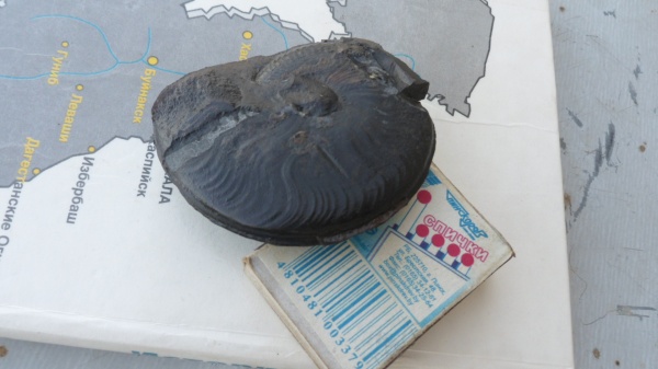 аммониты, Ammonites, Hyperlioceras