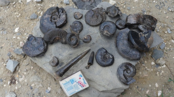 аммониты, белемниты, Ammonites, Hyperlioceras, belemnites, зона Discites