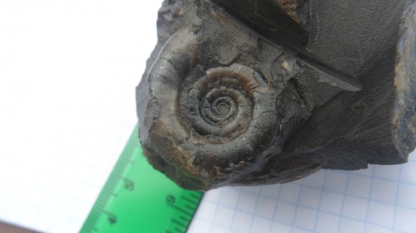 аммониты, Ammonites, Nannolytoceras
