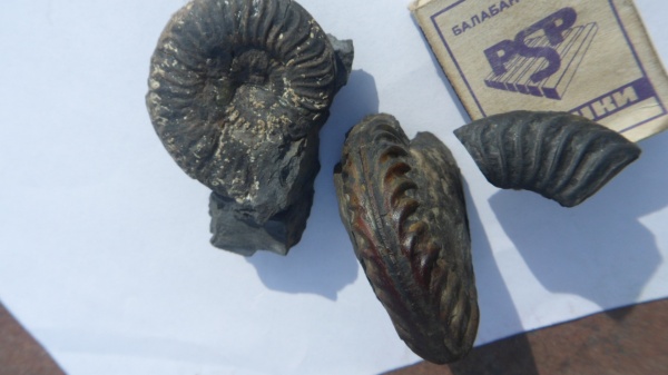 аммониты, Ammonites, Grammoceratinae, Grammoceras, Dumortieria