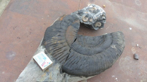 аммониты, Stephanoceras, Ammonites