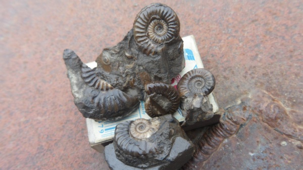 аммониты, Ammonites, Fotannesia
