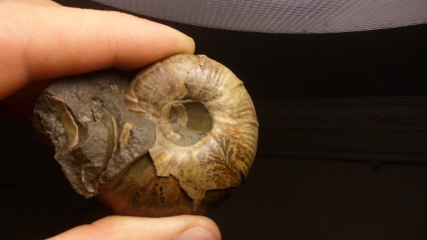 аммониты, Ammonites, дендриты, Valdedorsella