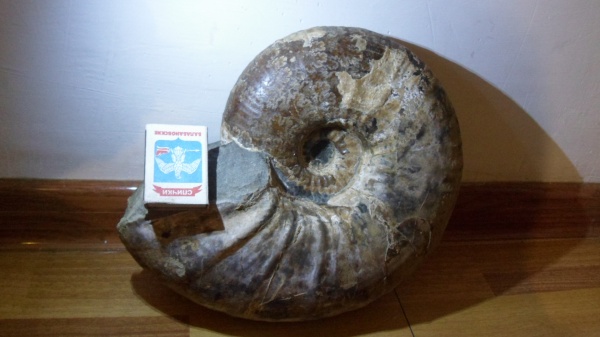 аммониты, Ammonites, Parahoplites
