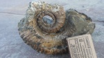 Ammonitoceras на старте роста